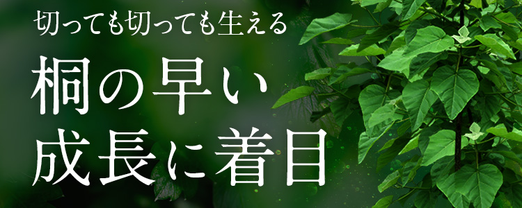 切っても切っても生える桐の早い成長に着目