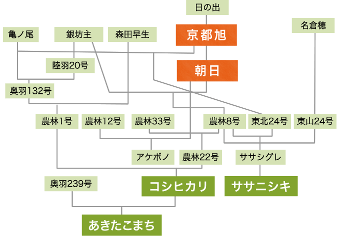 「朝日」のルーツ