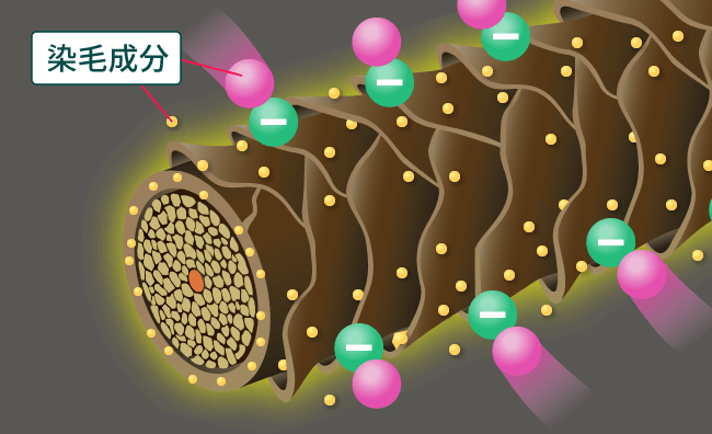 頭皮と髪のやさしさを考え抜いた処方に